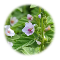 Althaea officinalis